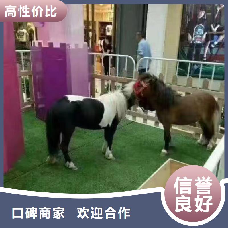马戏团/羊驼租赁美人鱼表演实力公司