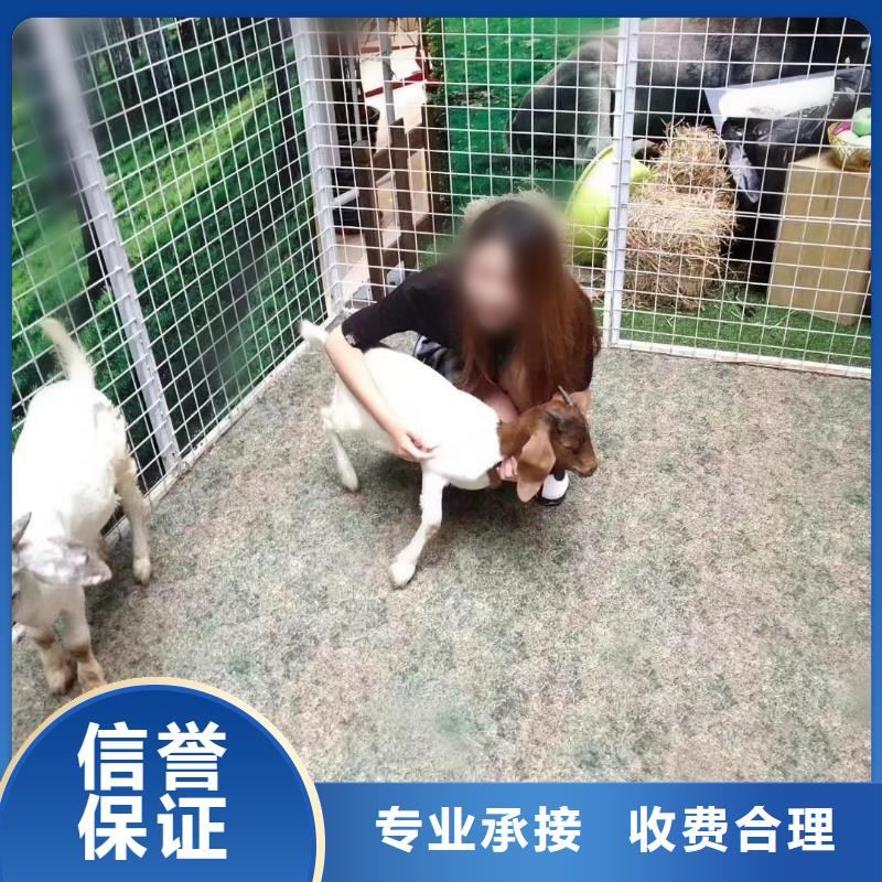 马戏团/羊驼马戏团出租 多年行业经验