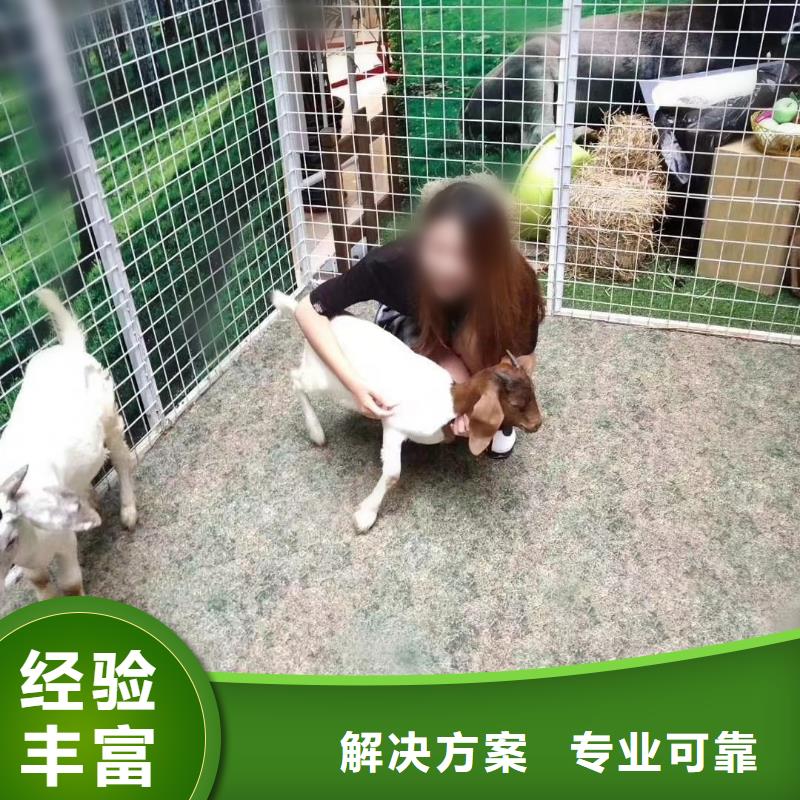 马戏团/羊驼【马戏团出租 】省钱省时