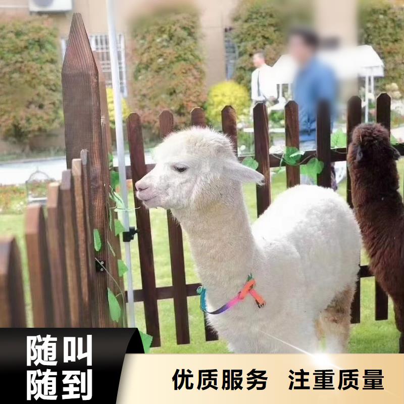 马戏团/羊驼羊驼出租多年行业经验