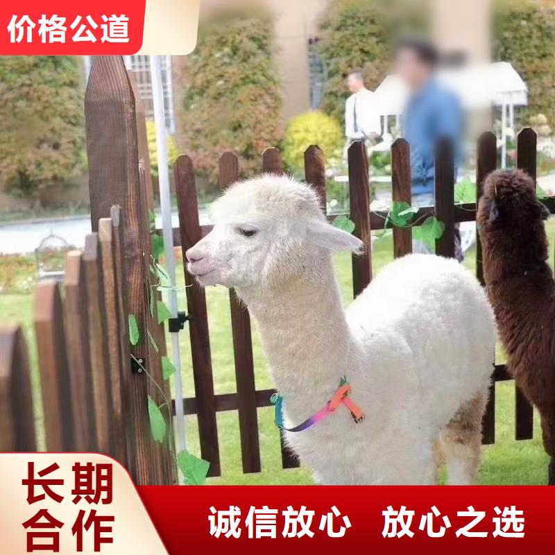 马戏团/羊驼【马戏团表演】正规公司|海丰|陆河|云浮|阳江|中山|梅州|潮州|广州aq00.com