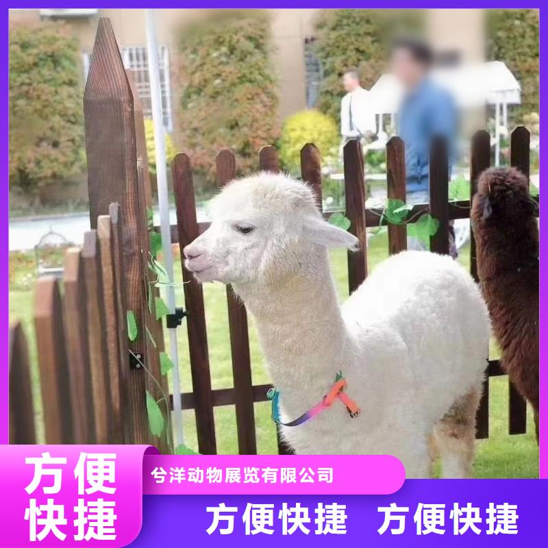 马戏团/羊驼小马戏表演出租实力公司