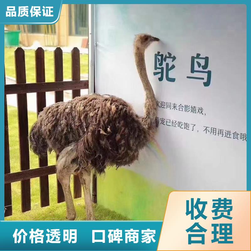 【马戏团/羊驼】海洋展租赁快捷 兮洋动物展览(抚顺市分公司)