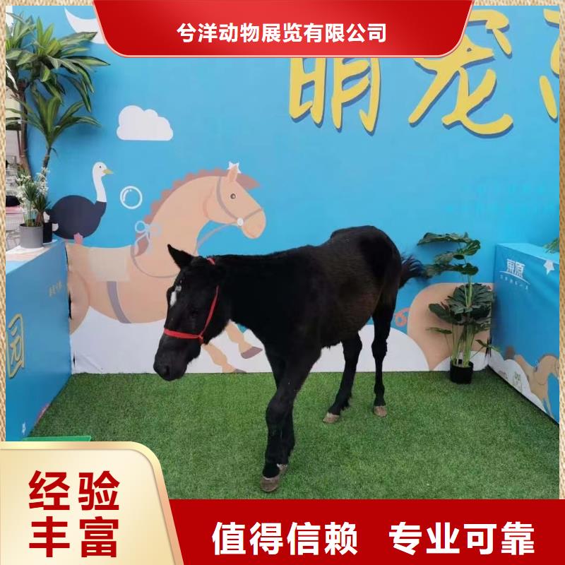 马戏团/羊驼,【出租海狮表演】解决方案