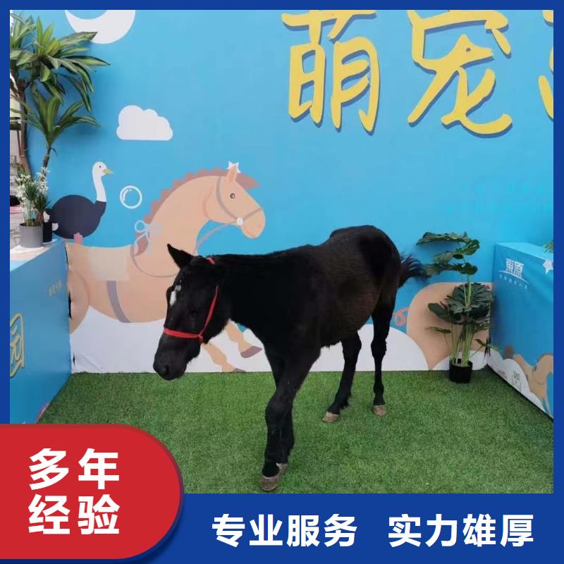 马戏团/羊驼 企鹅出租收费合理