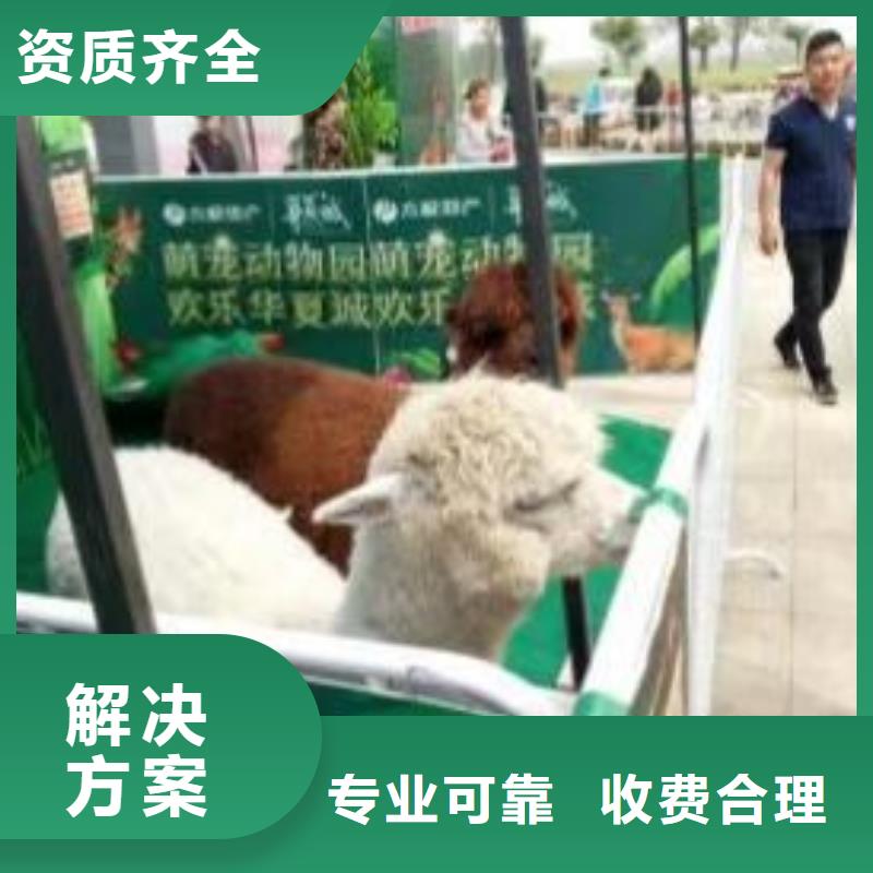 马戏团/羊驼海洋展租赁比同行便宜