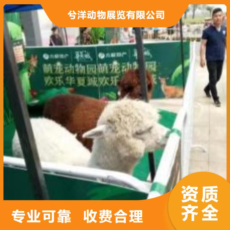 马戏团/羊驼房地产开盘庆典24小时为您服务