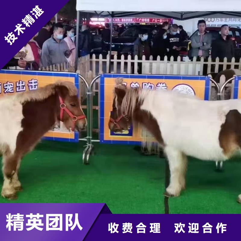 马戏团/羊驼企鹅租赁多年经验