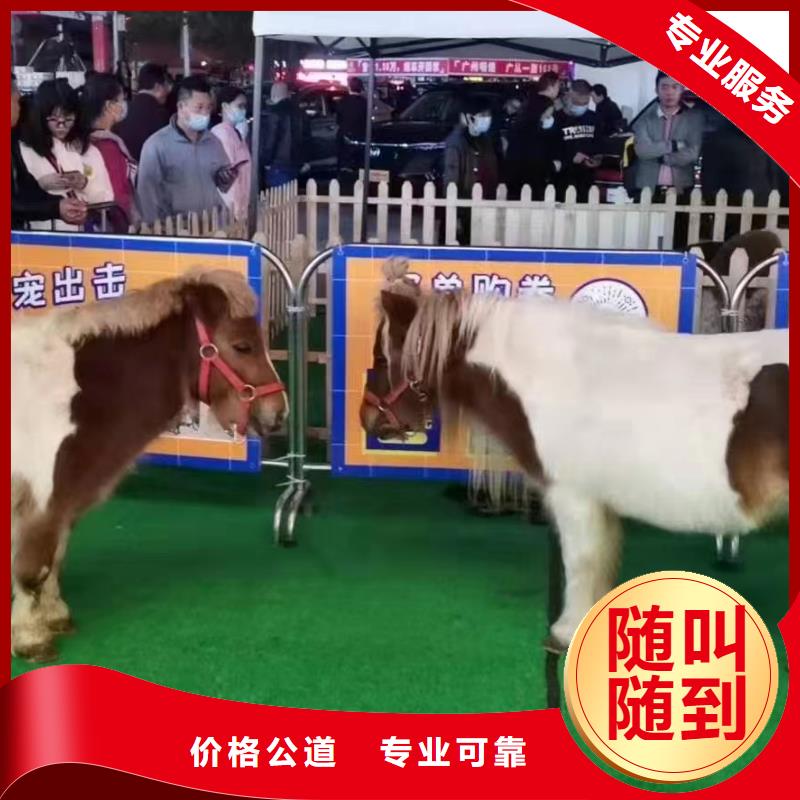 马戏团/羊驼小马戏出租匠心品质