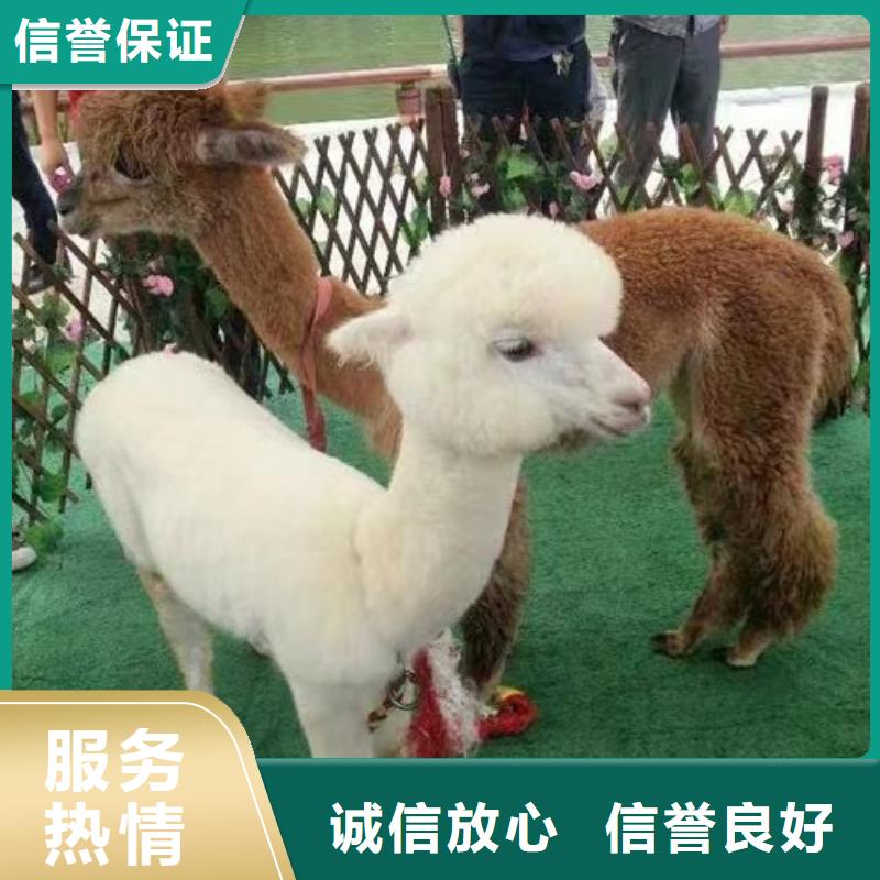 马戏团/羊驼,环球飞车表演出租一站式服务