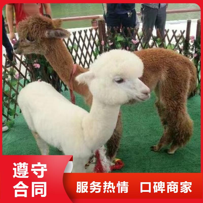 马戏团/羊驼-动物表演出租诚实守信