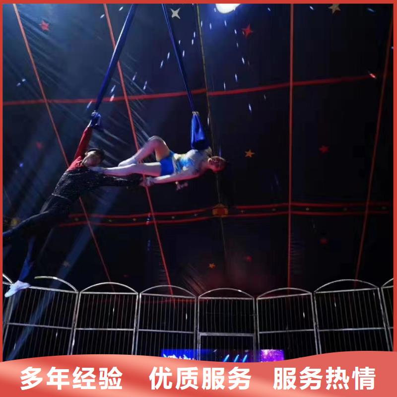 马戏团/羊驼,动物展览秀