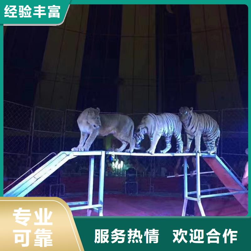 【马戏团/羊驼】,马戏团表演出租经验丰富