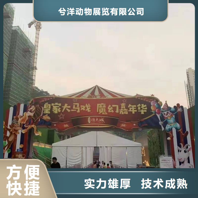 马戏团/羊驼 观赏性羊驼租赁品质保证