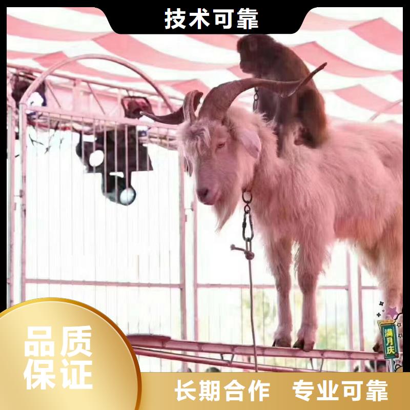 马戏团/羊驼商场马戏表演出租质优价廉