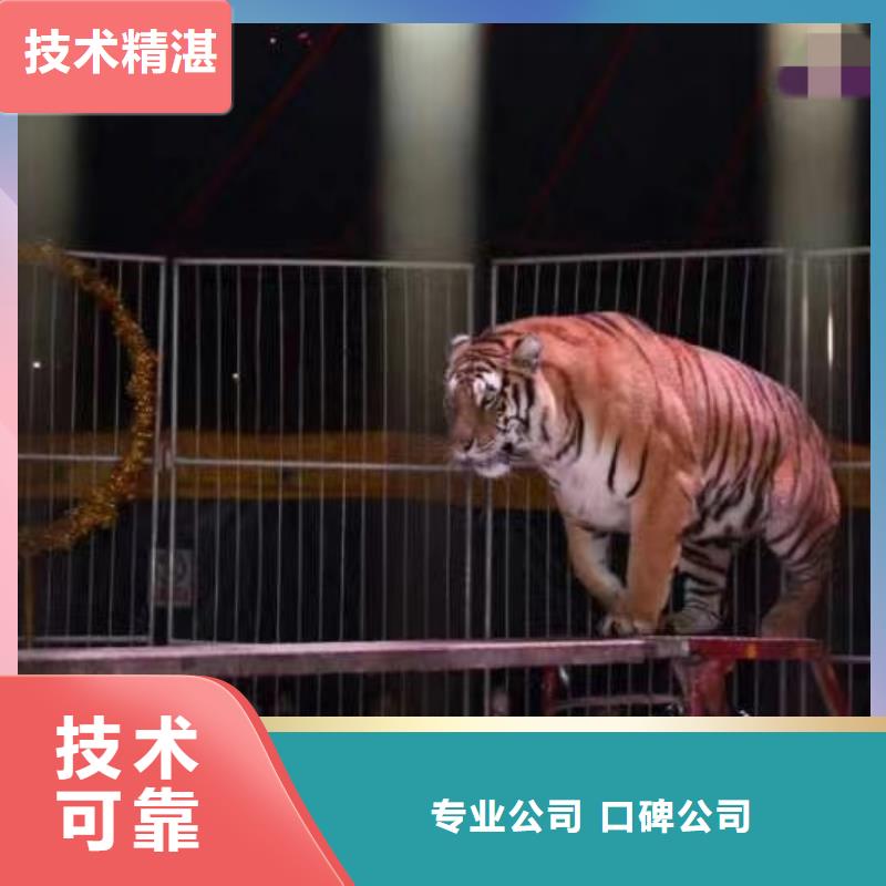 马戏团/羊驼鹦鹉表演价格公道