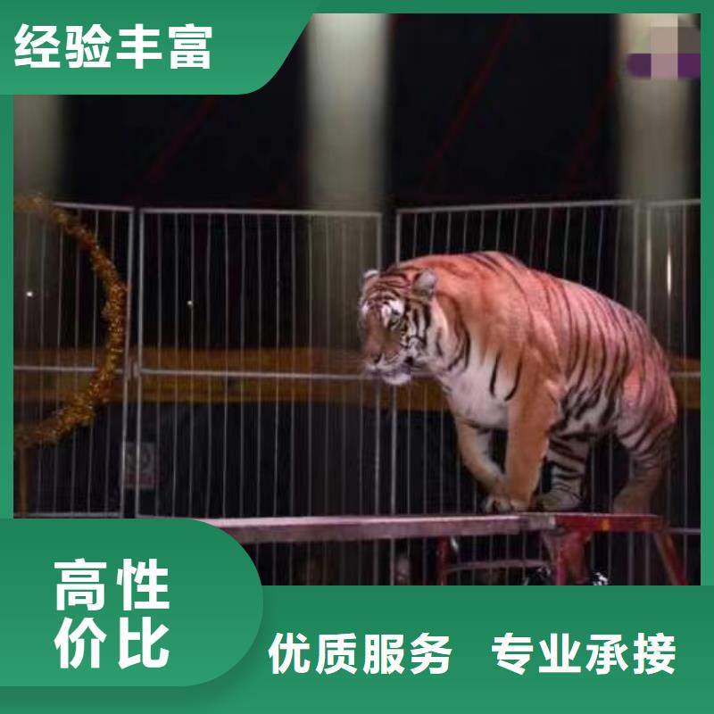 杂技表演-视频-汕尾市杂技表演-【本土】可服务区域陆河|海丰|中山|深圳|梅州|汕头|云浮|阳江