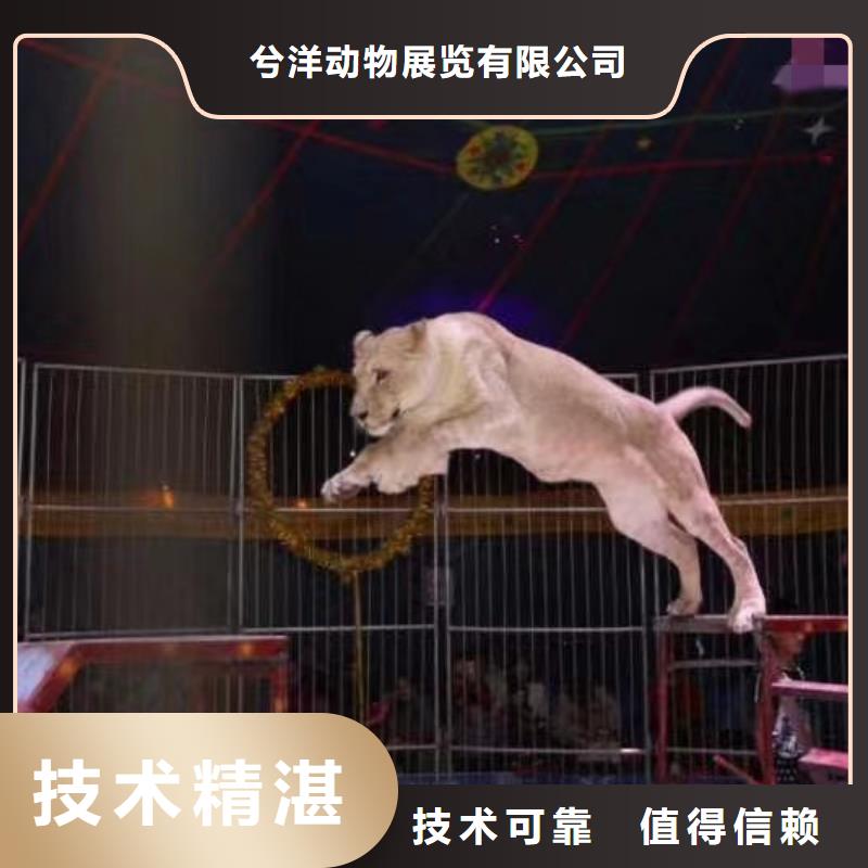 马戏团/羊驼-动物杂技表演租赁实力商家