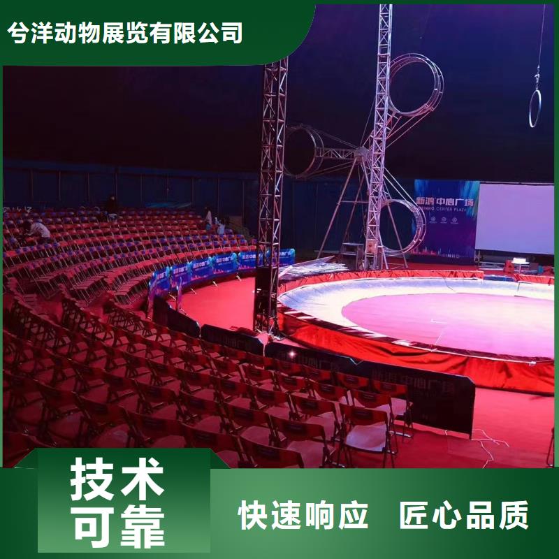马戏团/羊驼表演羊驼租赁有实力
