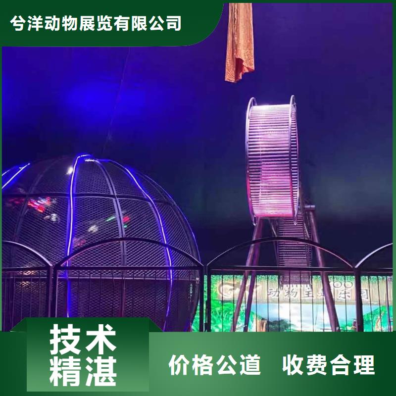 马戏团/羊驼,出租马戏团表演一对一服务