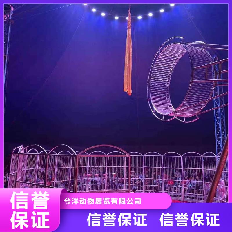 马戏团/羊驼海狮表演出租齐全