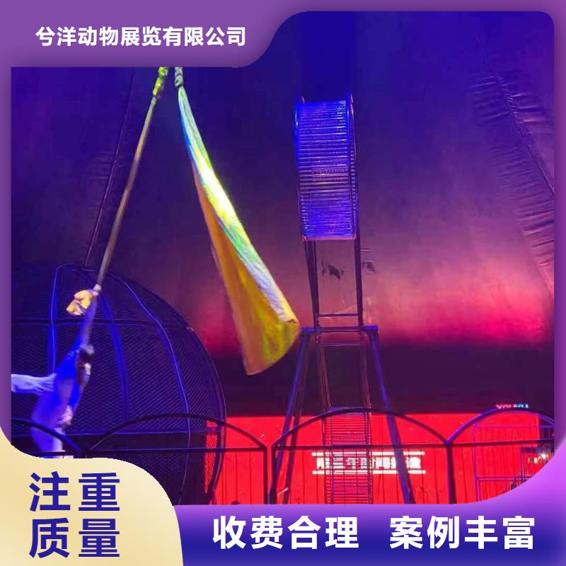 马戏团/羊驼-出租羊驼24小时为您服务