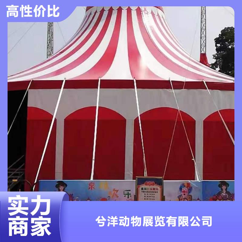 马戏团/羊驼-出租羊驼24小时为您服务