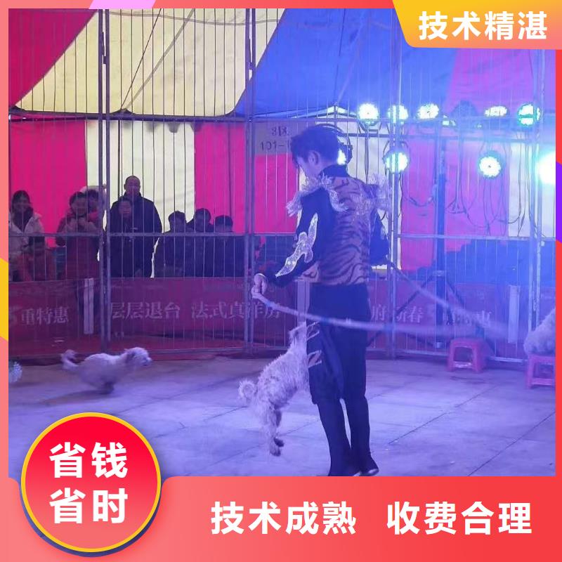 马戏团/羊驼出租表演萌宠服务热情