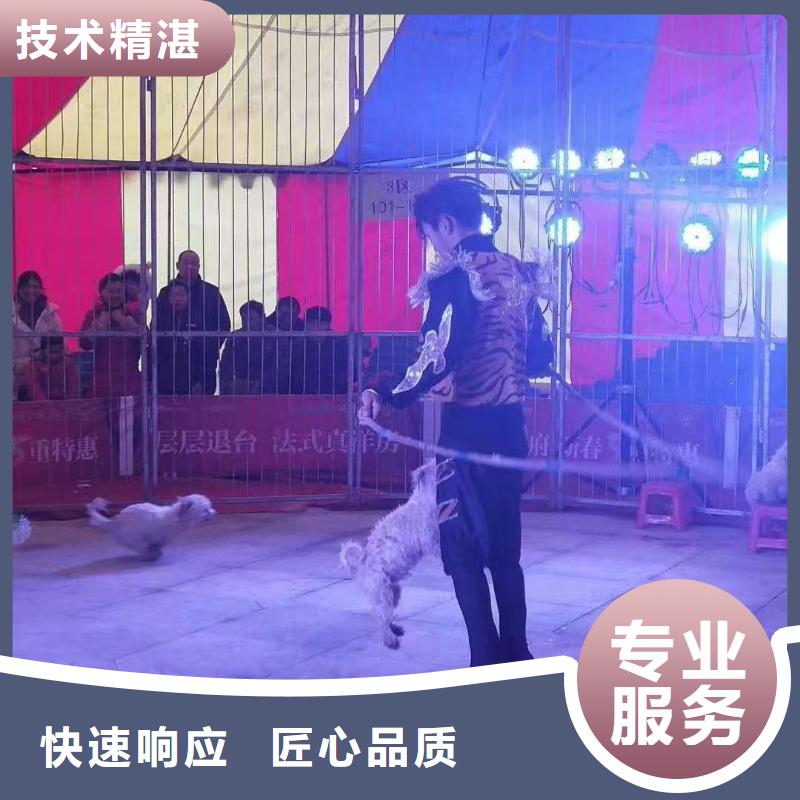 【马戏团/羊驼】小马戏表演出租价格公道
