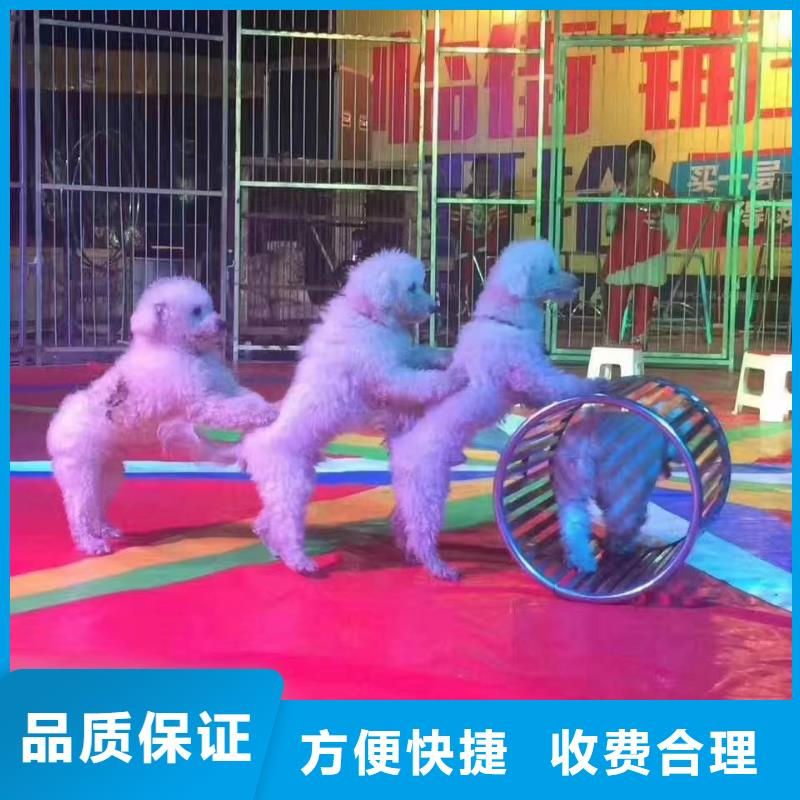 马戏团/羊驼出租羊驼信誉良好