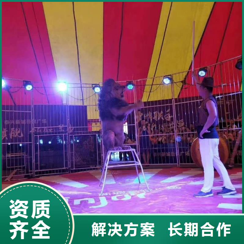 马戏团/羊驼【出租企鹅表演】实力雄厚