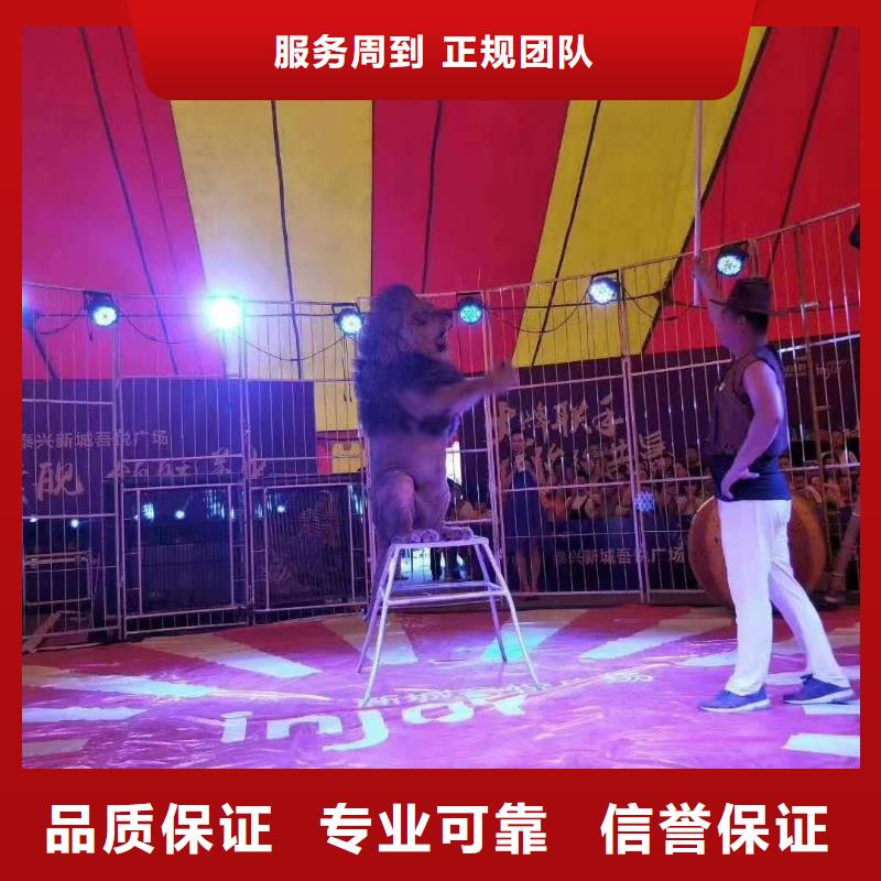 马戏团/羊驼海狮表演出租齐全