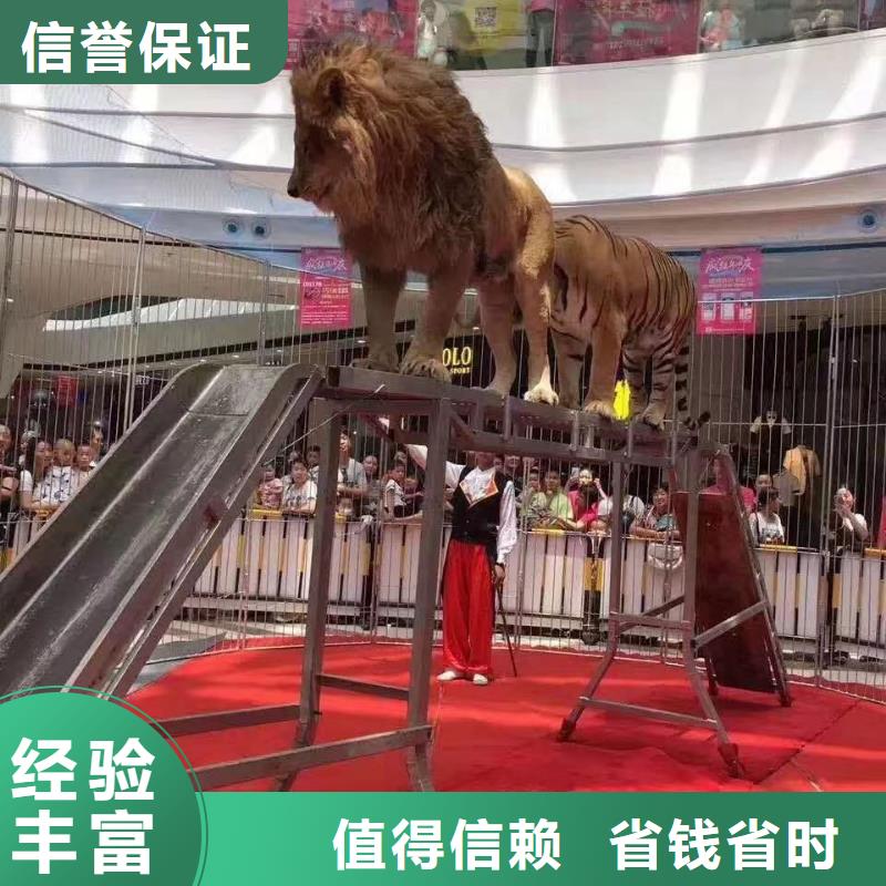 马戏团/羊驼马戏团出租 多年行业经验