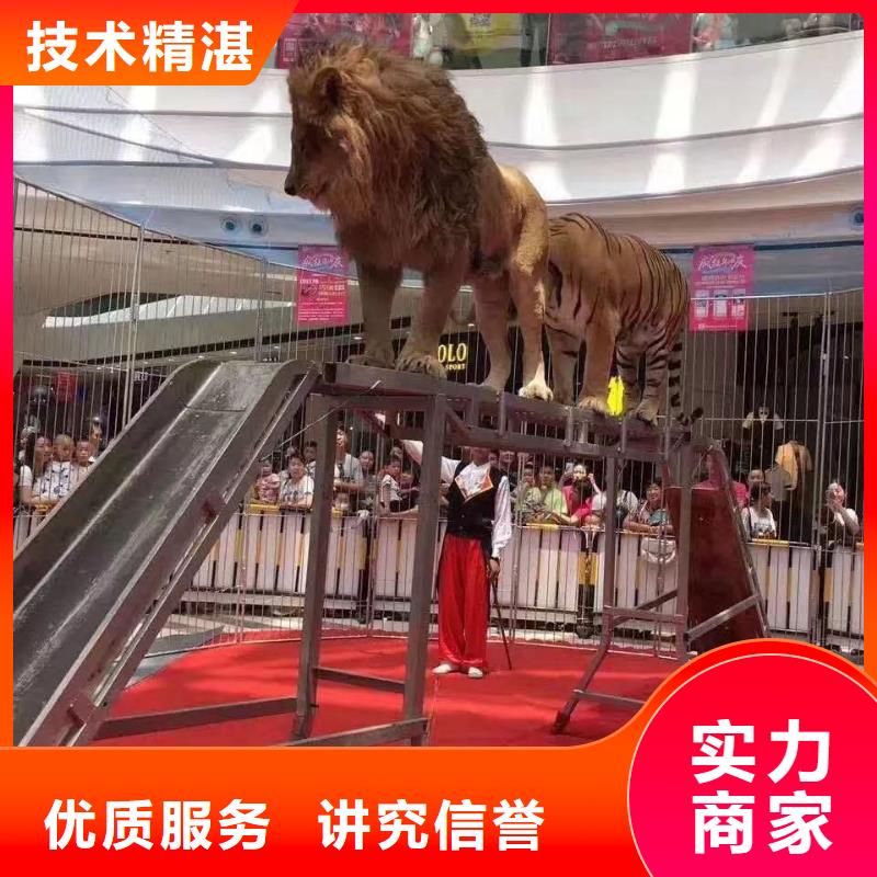 马戏团/羊驼海狮演出质量保证