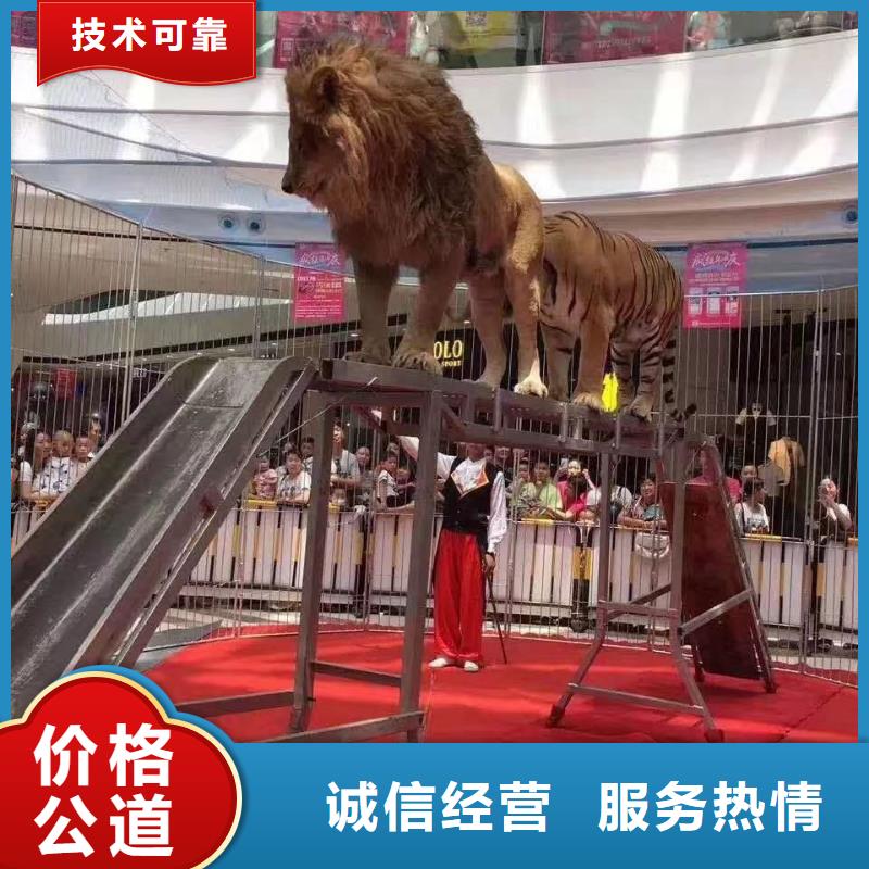 马戏团/羊驼表演羊驼租赁有实力