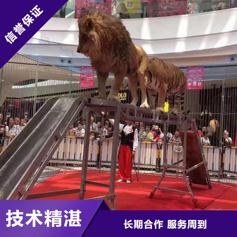 马戏团/羊驼小马戏出租讲究信誉