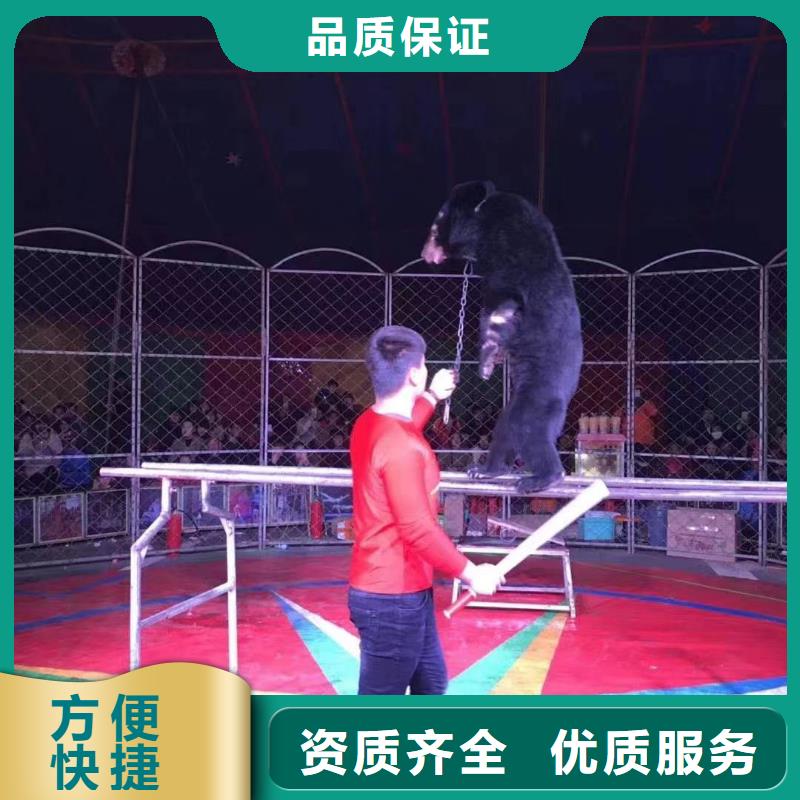 【马戏团/羊驼-羊驼出租专业公司】