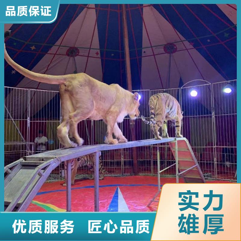 马戏团/羊驼马戏团出租 齐全