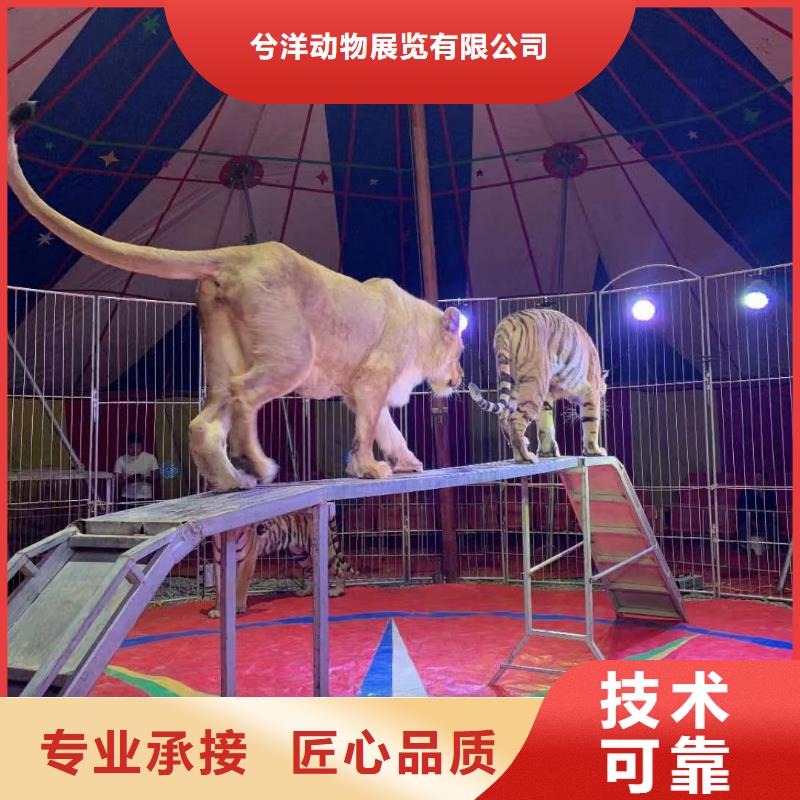 杂技表演视频-广东省汕尾市兮洋杂技表演可服务区域海丰|陆河|韶关|潮州|肇庆|河源|珠海|广州|阳江等