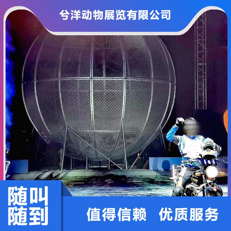马戏团/羊驼羊驼出租多年行业经验