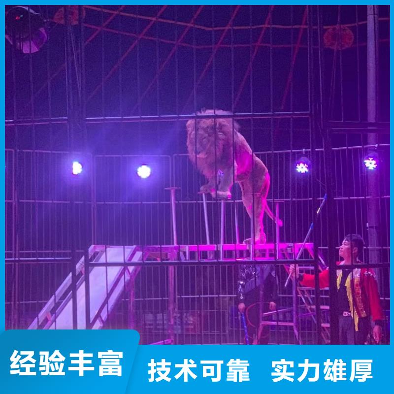 马戏团/羊驼,动物展览秀