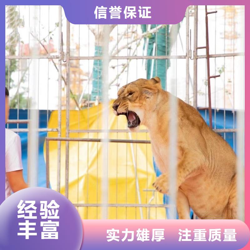 马戏团/羊驼羊驼出租多年行业经验