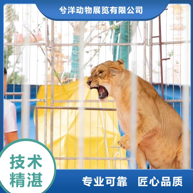 马戏团/羊驼企鹅租赁多年经验