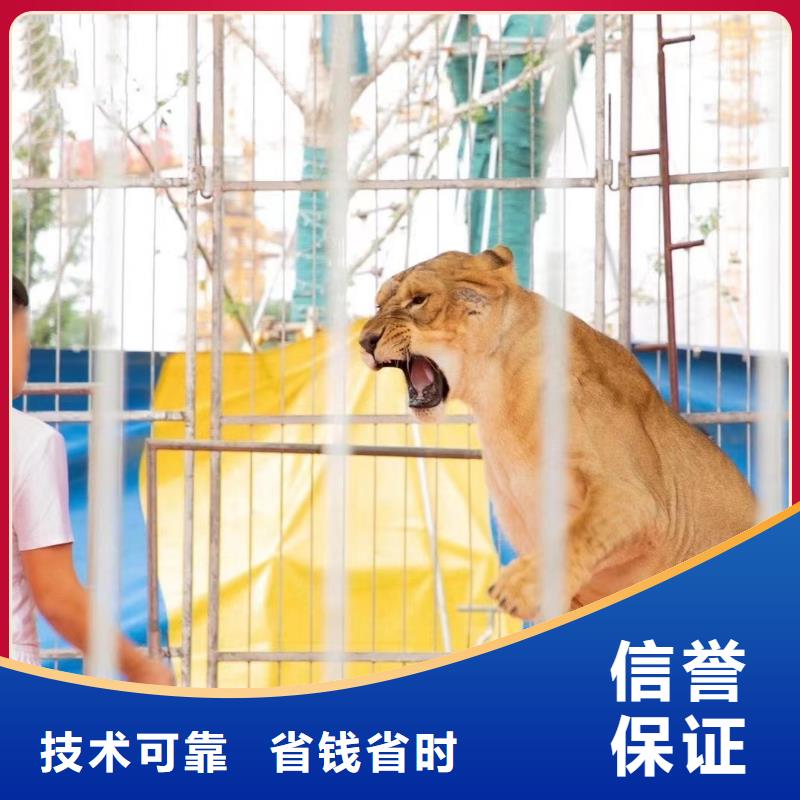 马戏团/羊驼杂耍演出诚信经营