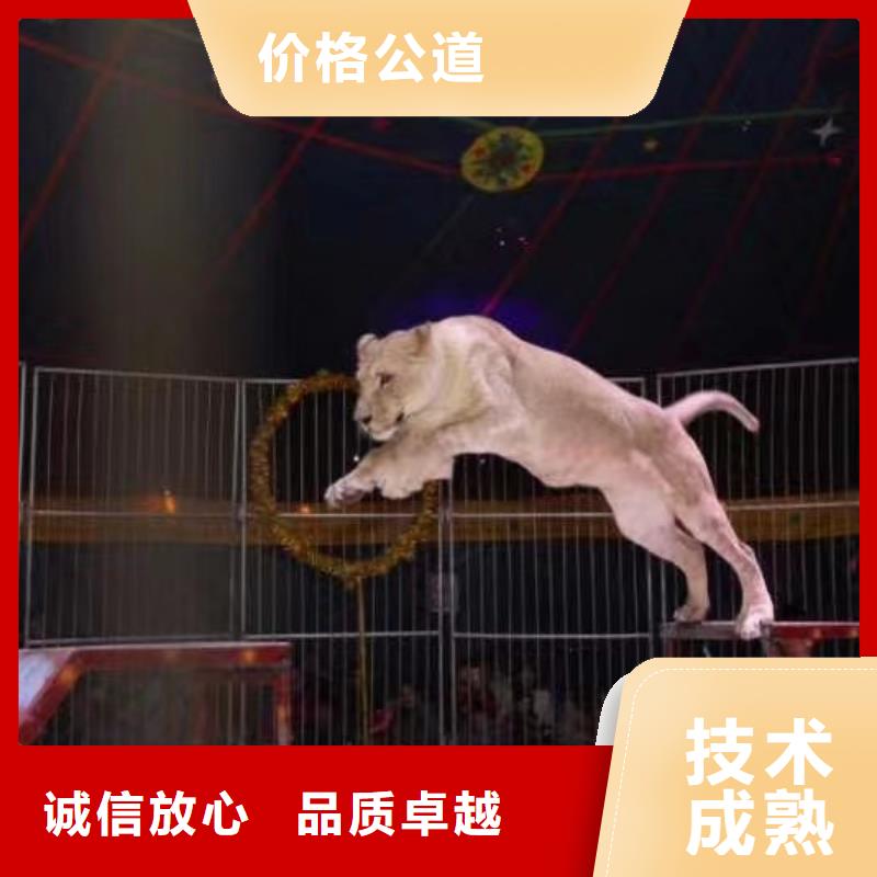 马戏团/羊驼商场马戏表演出租服务周到