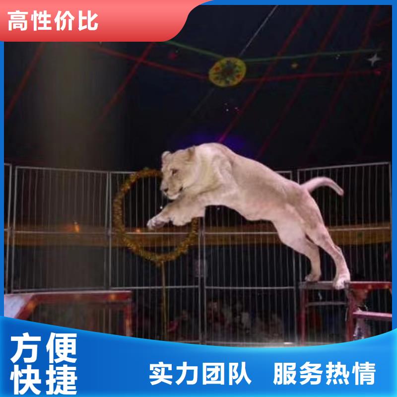 马戏团/羊驼 出租表演企鹅实力强有保证
