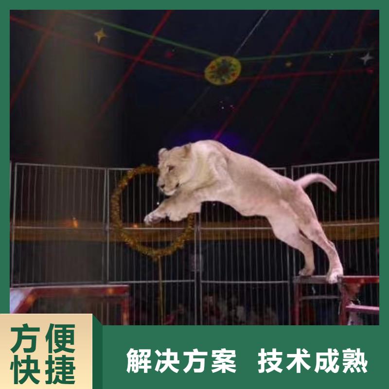 马戏团/羊驼【海狮杂技表演】多年行业经验
