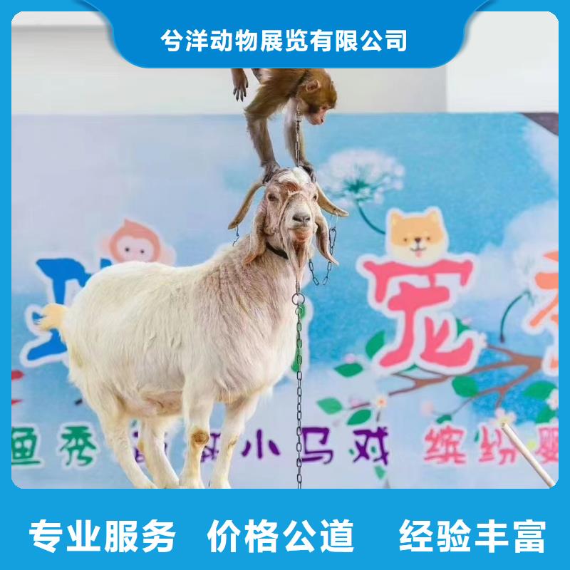 马戏团/羊驼出租羊驼欢迎合作