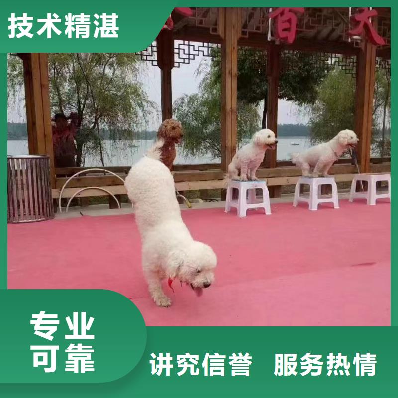 马戏团/羊驼出租海狮表演品质卓越
