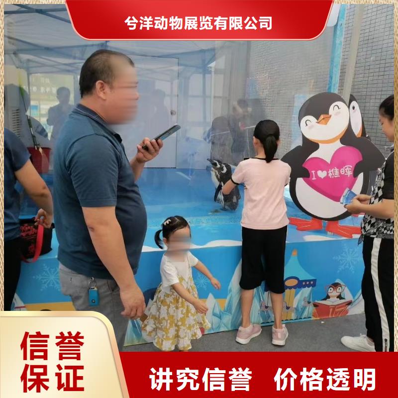 海洋主题动物表演美人鱼表演欢迎询价